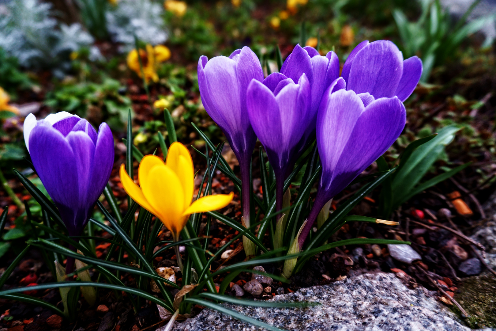 Mittwochsblümchen - Neues Leben nah beim Stein