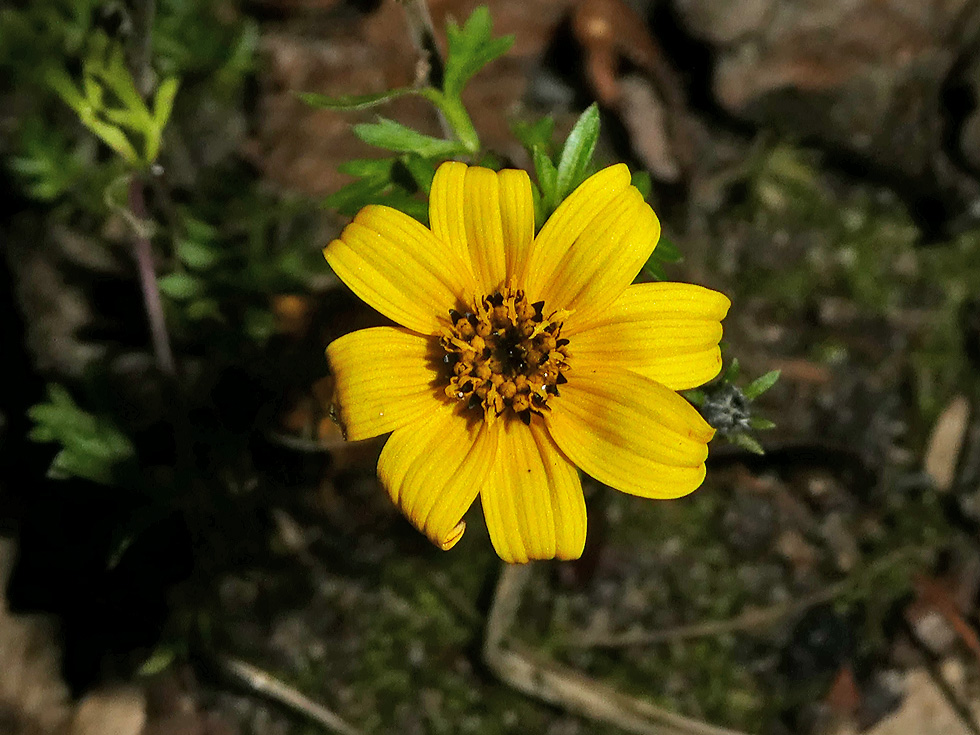 Mittwochsblümchen: Noch im Garten...