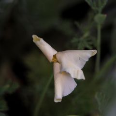 Mittwochsblümchen noch verschlossen