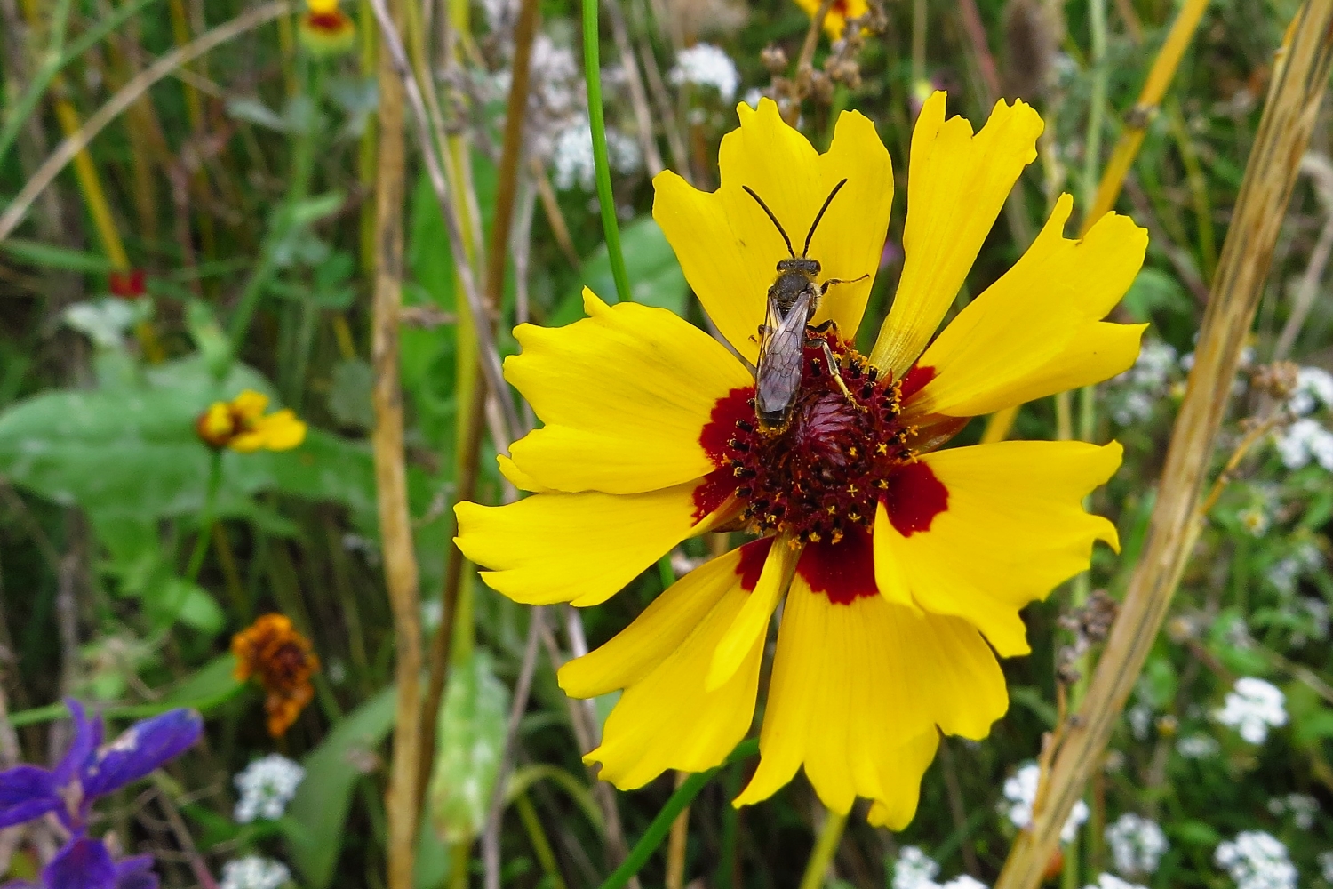 Mittwochsblümchen oder auch ein Sommertraum