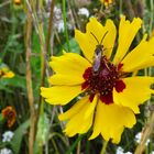 Mittwochsblümchen oder auch ein Sommertraum