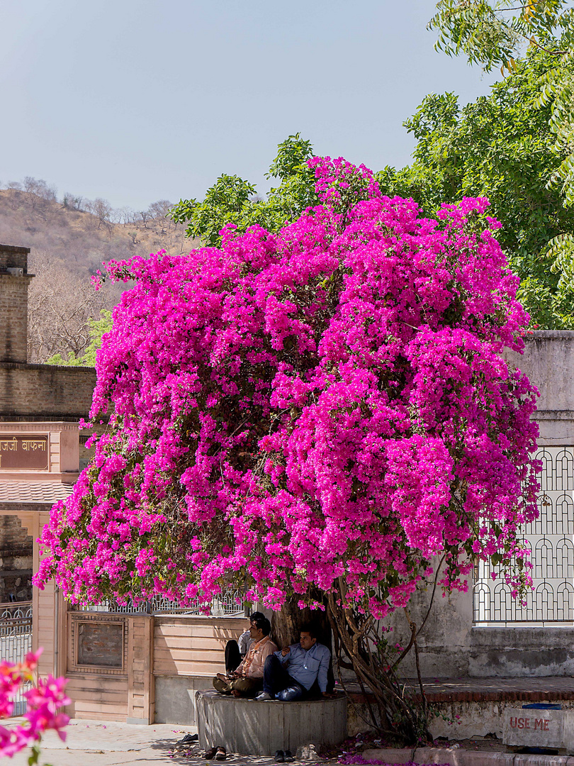 Mittwochsblümchen   oder Siesta a la India