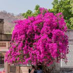 Mittwochsblümchen   oder Siesta a la India