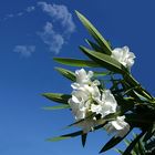 Mittwochsblümchen: Oleander ...