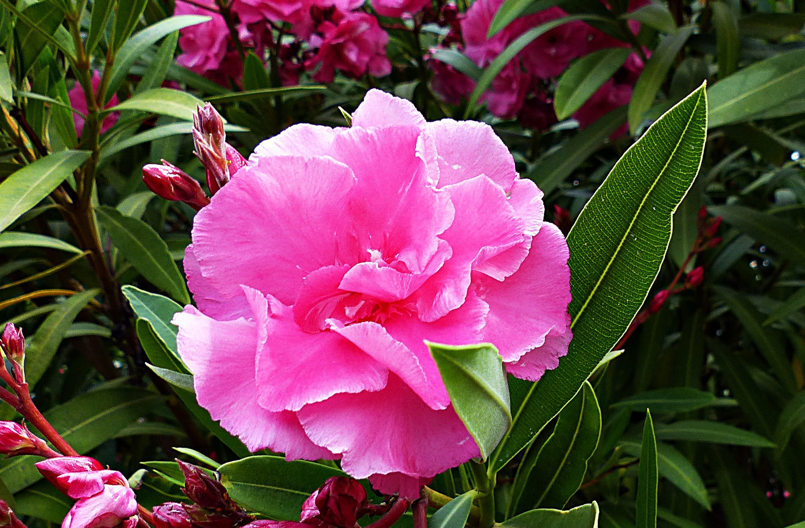 Mittwochsblümchen Oleander 