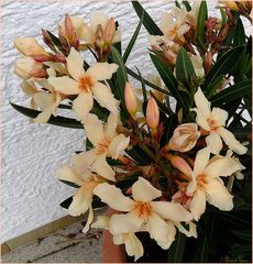       Mittwochsblümchen -Oleander orange