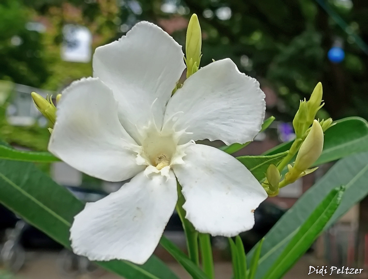 Mittwochsblümchen: Oleanderblüte mitten in  der Stadt ...