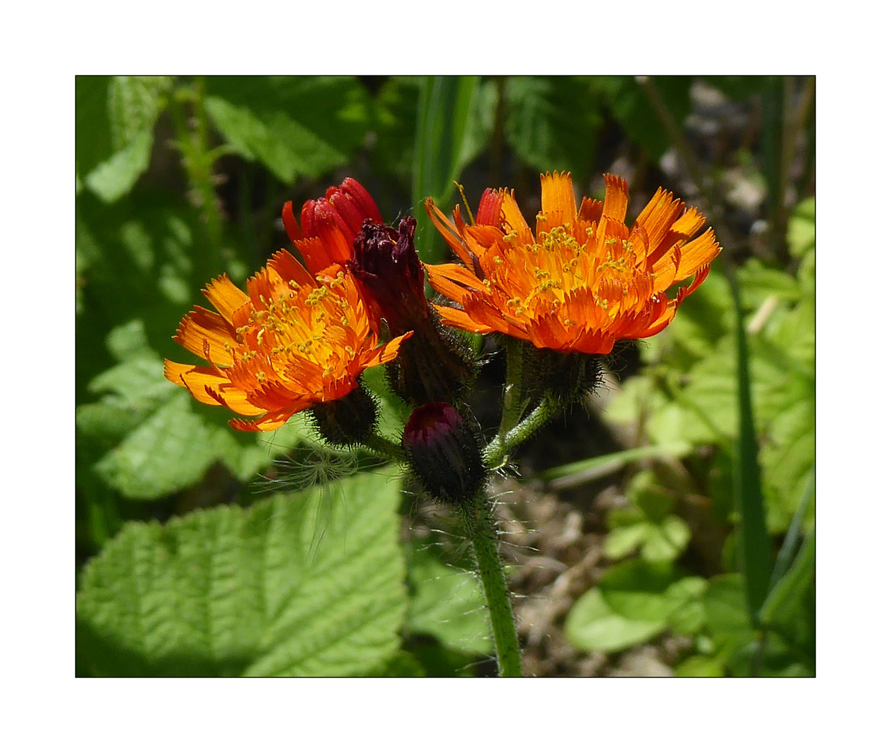 Mittwochsblümchen- Orangerotes Habichtskraut