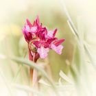 Mittwochsblümchen  Orchiddee auf Kreta