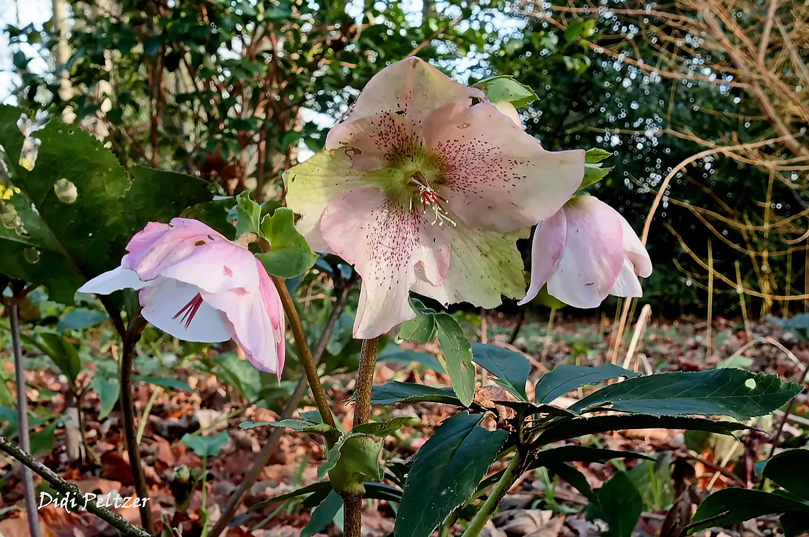 Mittwochsblümchen:  Orientalische Nieswurz / Christrose ...