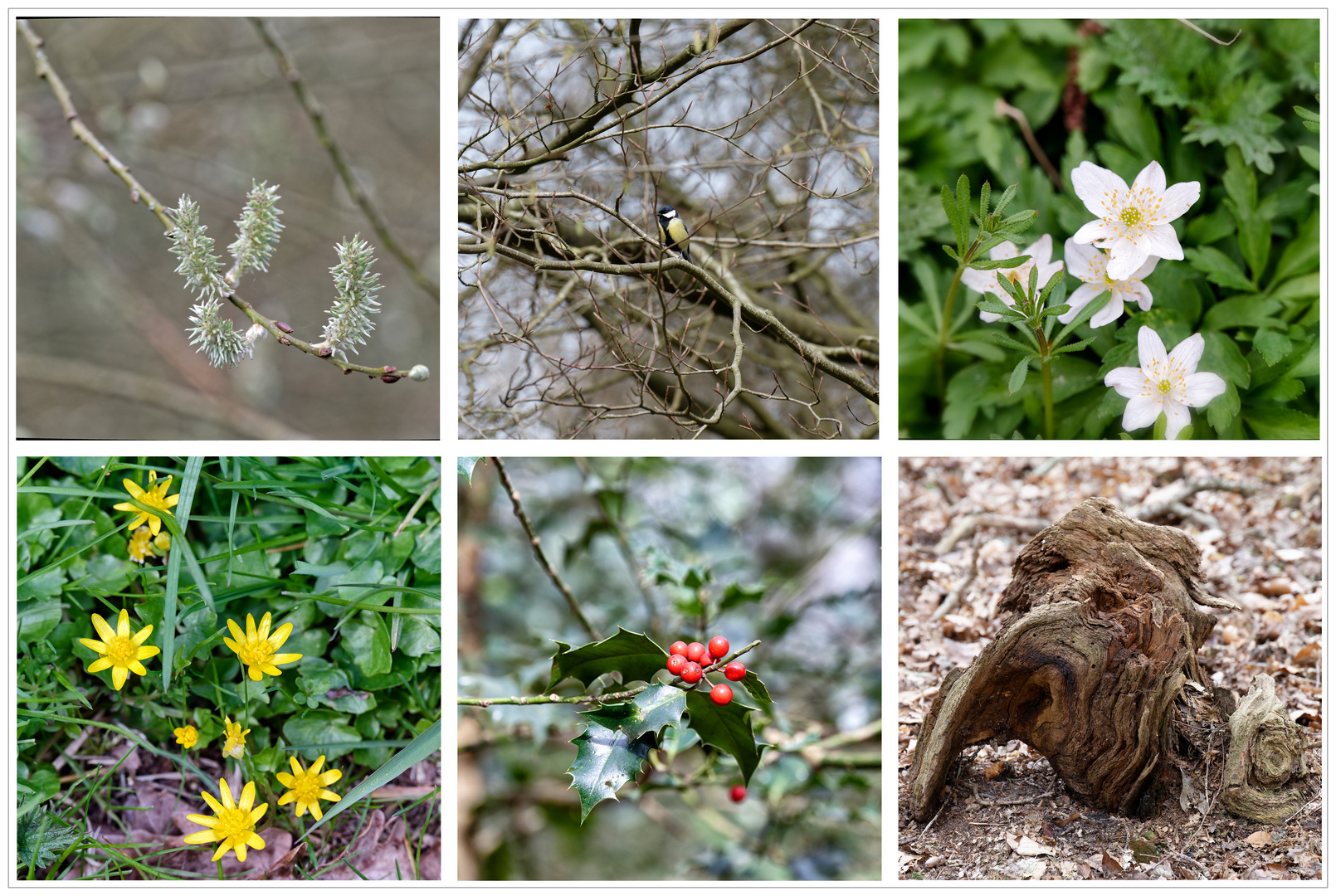 Mittwochsblümchen - Ostermontag im Wald