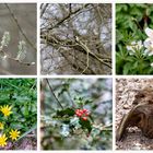 Mittwochsblümchen - Ostermontag im Wald