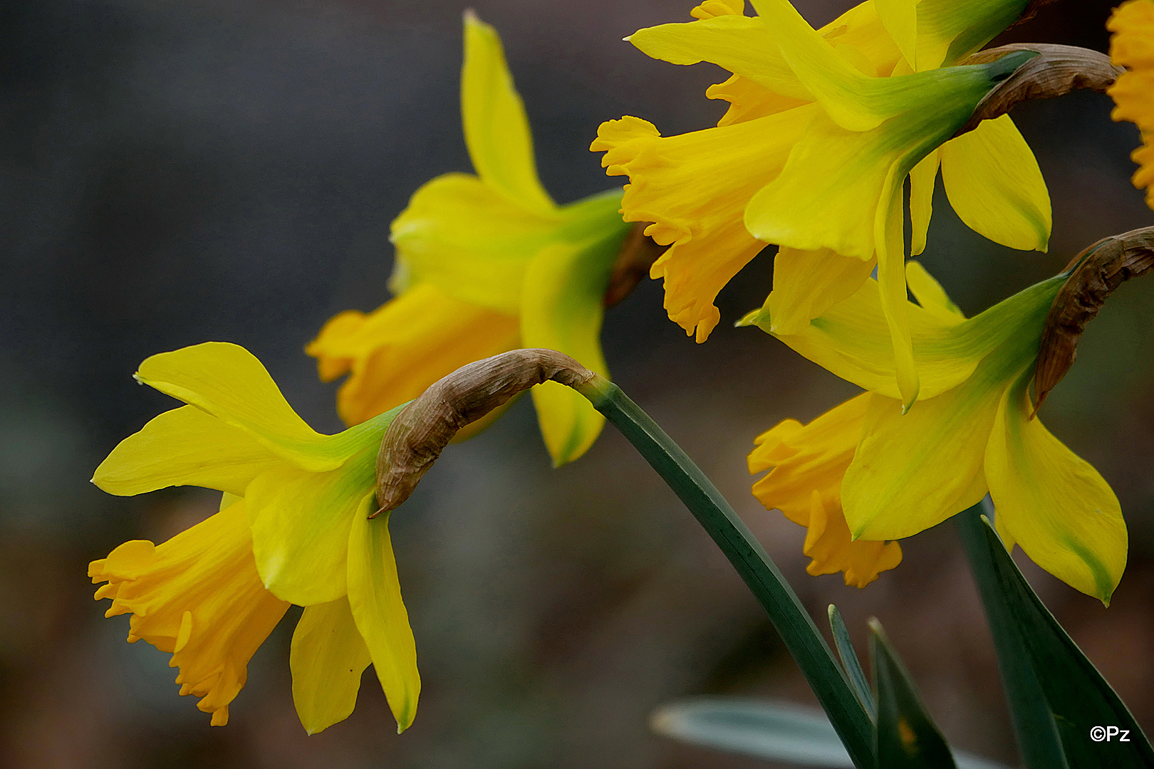 Mittwochsblümchen: Ostern steht vor der Tür ...