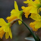 Mittwochsblümchen: Ostern steht vor der Tür ...