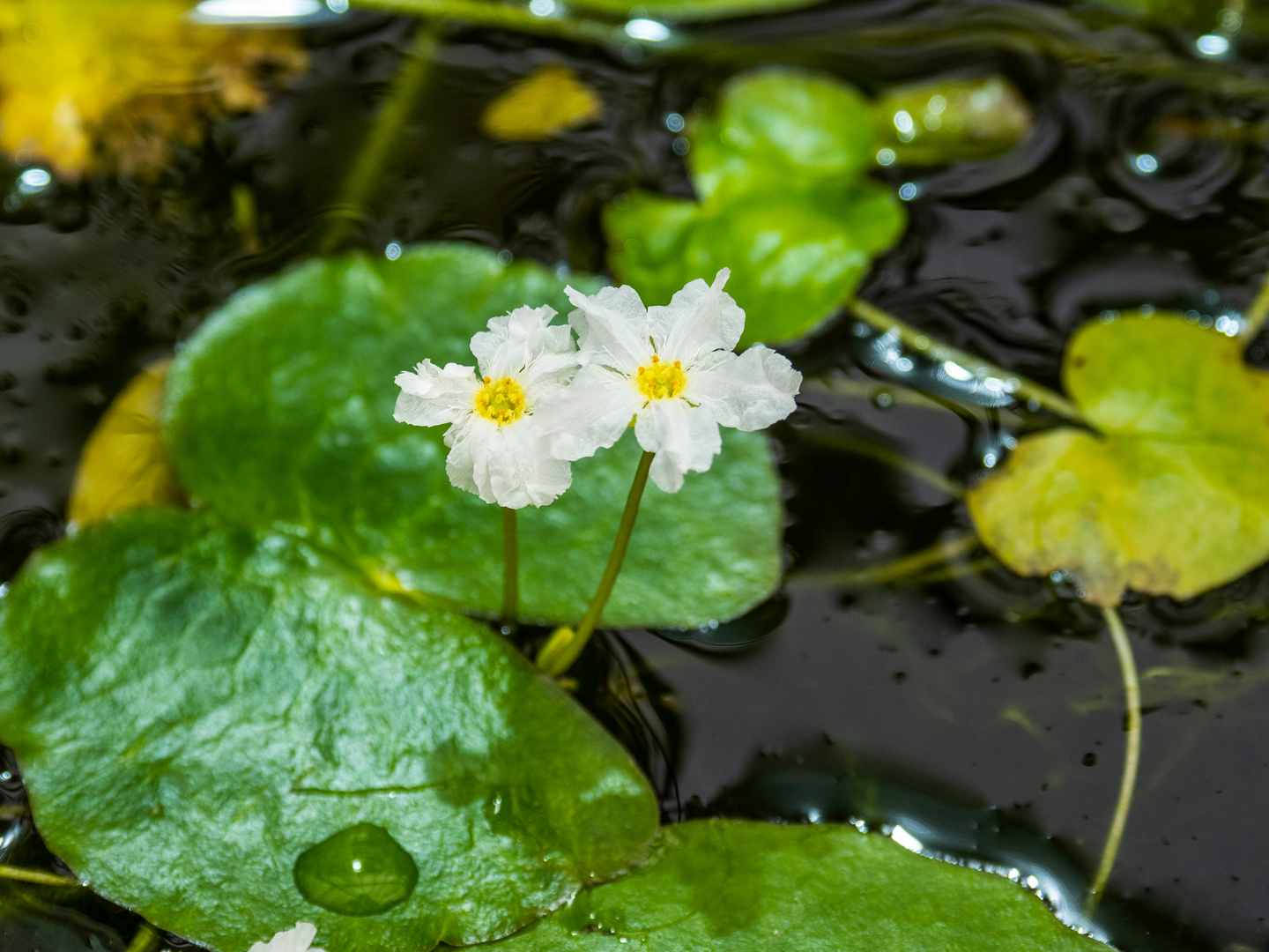 Mittwochsblümchen - PA080143