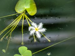 Mittwochsblümchen - PC140009-1