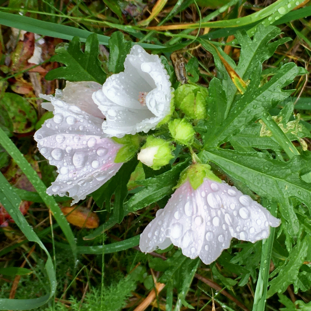 Mittwochsblümchen - Perlenschmuck -