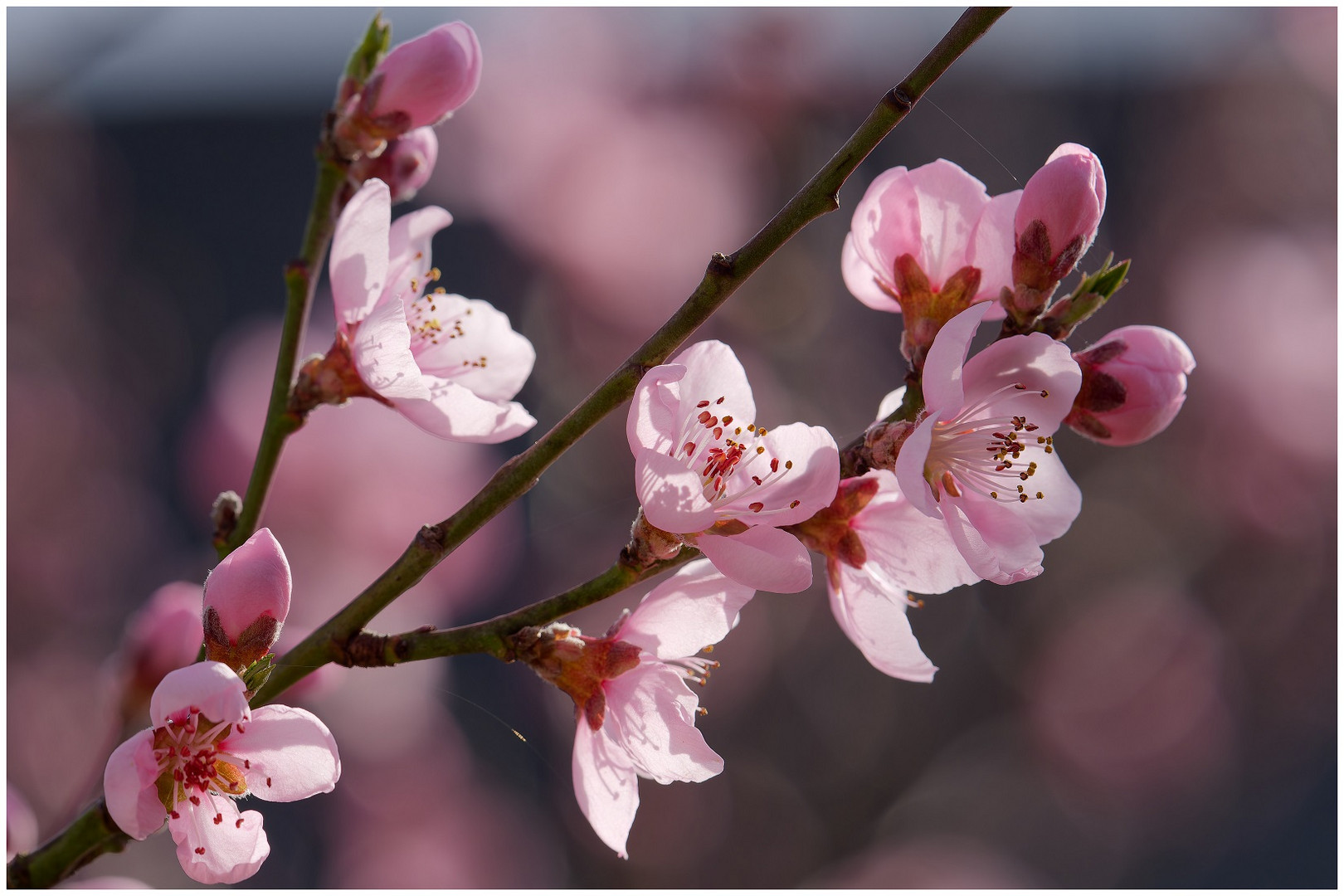 Mittwochsblümchen Pfirsichblüten in meinem Garten