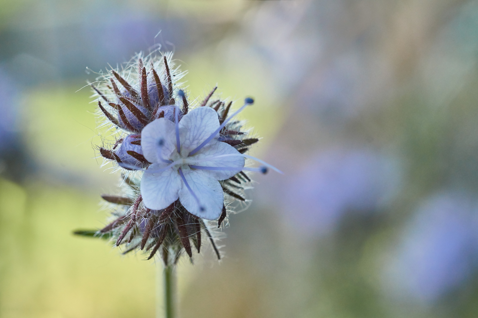 Mittwochsblümchen- Phacelia