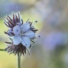 Mittwochsblümchen- Phacelia