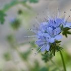 Mittwochsblümchen - Phacelia