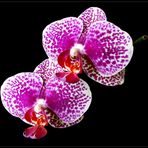 Mittwochsblümchen - Phalaenopsis - 