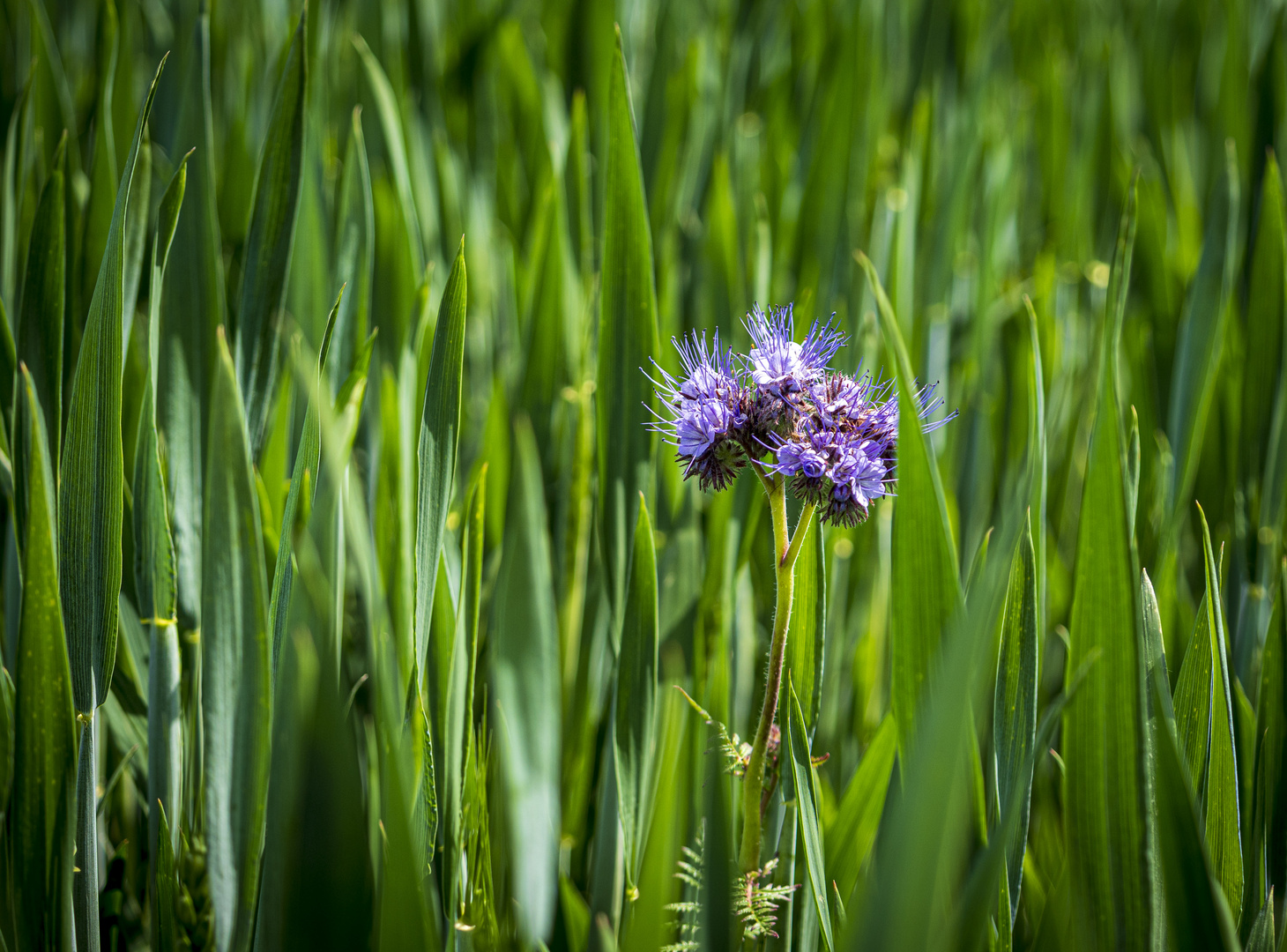 Mittwochsblümchen - Phazelie im grünen Kornfeld