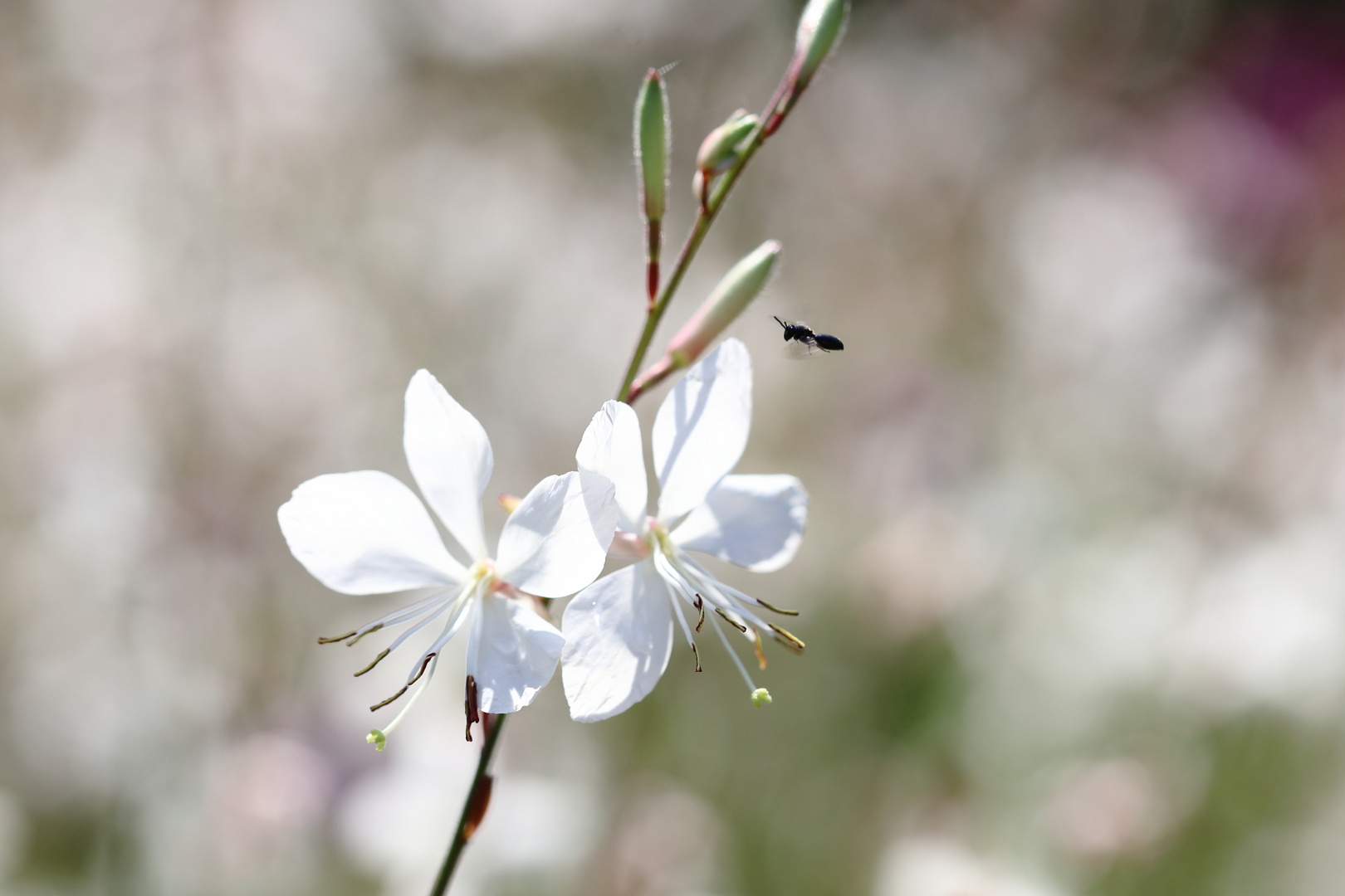 Mittwochsblümchen - Prachtkerze (Gaura lindheimeri)