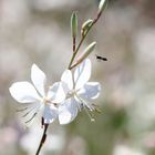 Mittwochsblümchen - Prachtkerze (Gaura lindheimeri)