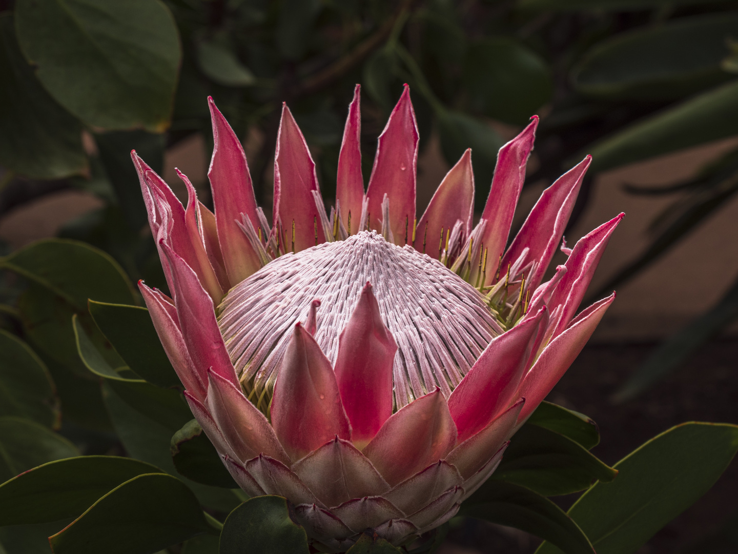 Mittwochsblümchen - Protea