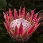 Mittwochsblümchen - Protea