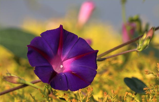 Mittwochsblümchen - Purpur-Prunkwinde (Ipomoea purpurea).