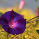 Mittwochsblümchen - Purpur-Prunkwinde (Ipomoea purpurea).