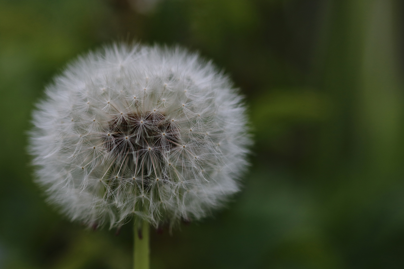 Mittwochsblümchen / Pusteblume