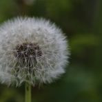 Mittwochsblümchen / Pusteblume