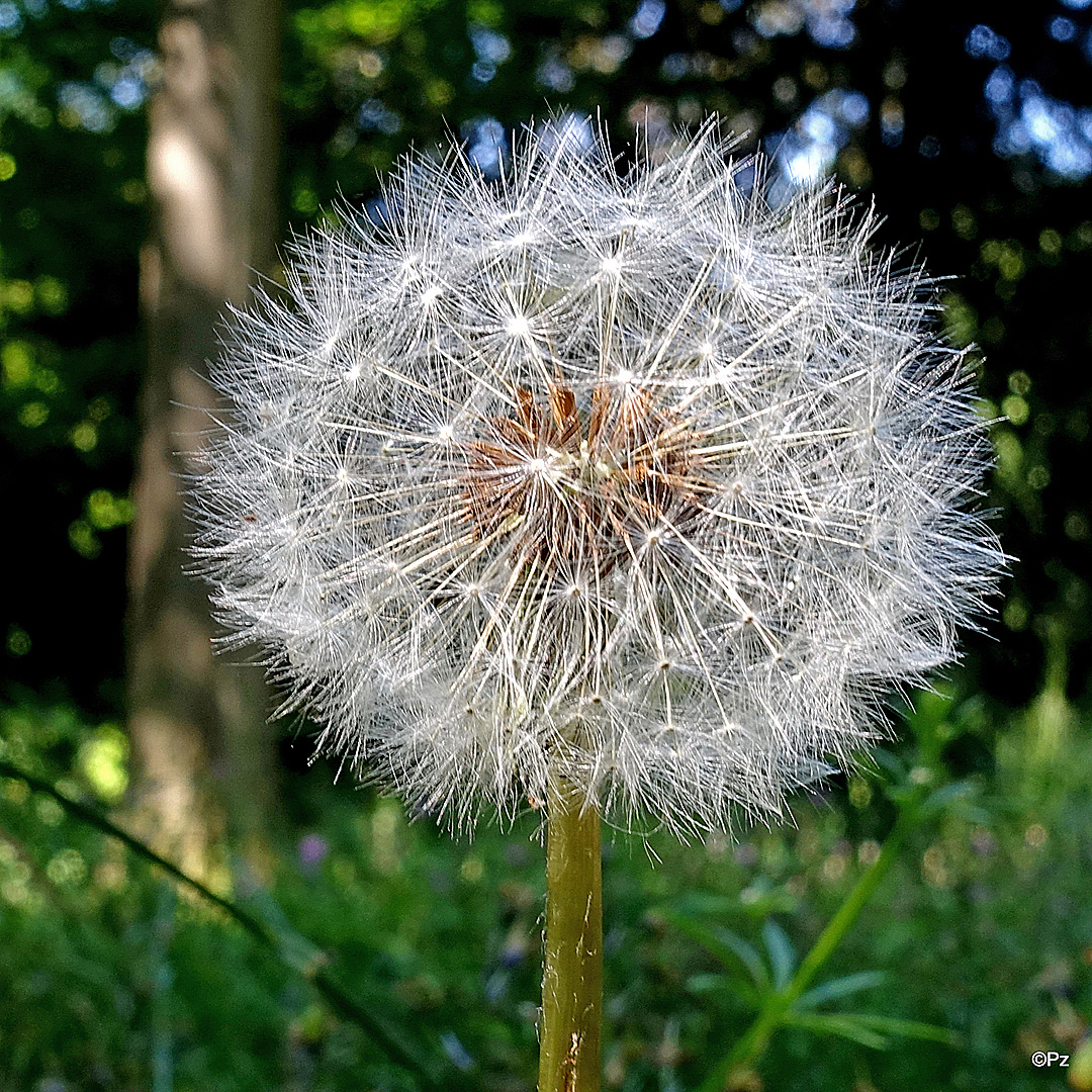 Mittwochsblümchen: "Pusteblume" ...