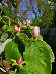 Mittwochsblümchen: Quittenblüten