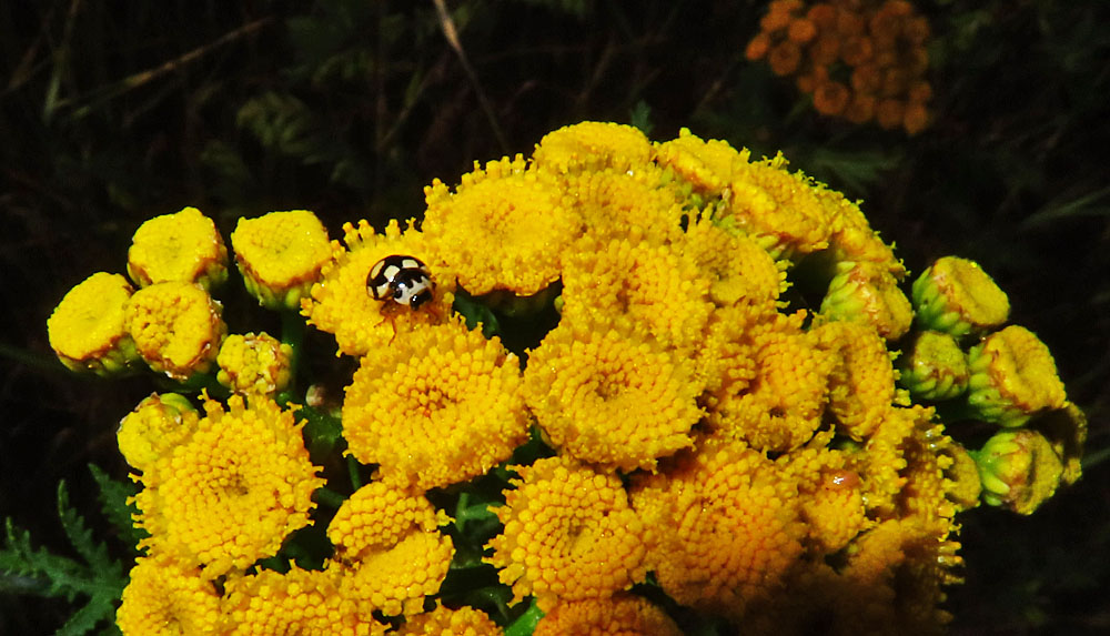 Mittwochsblümchen: Rainfarn