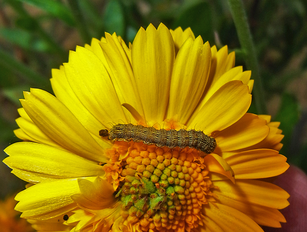 Mittwochsblümchen + Raupe