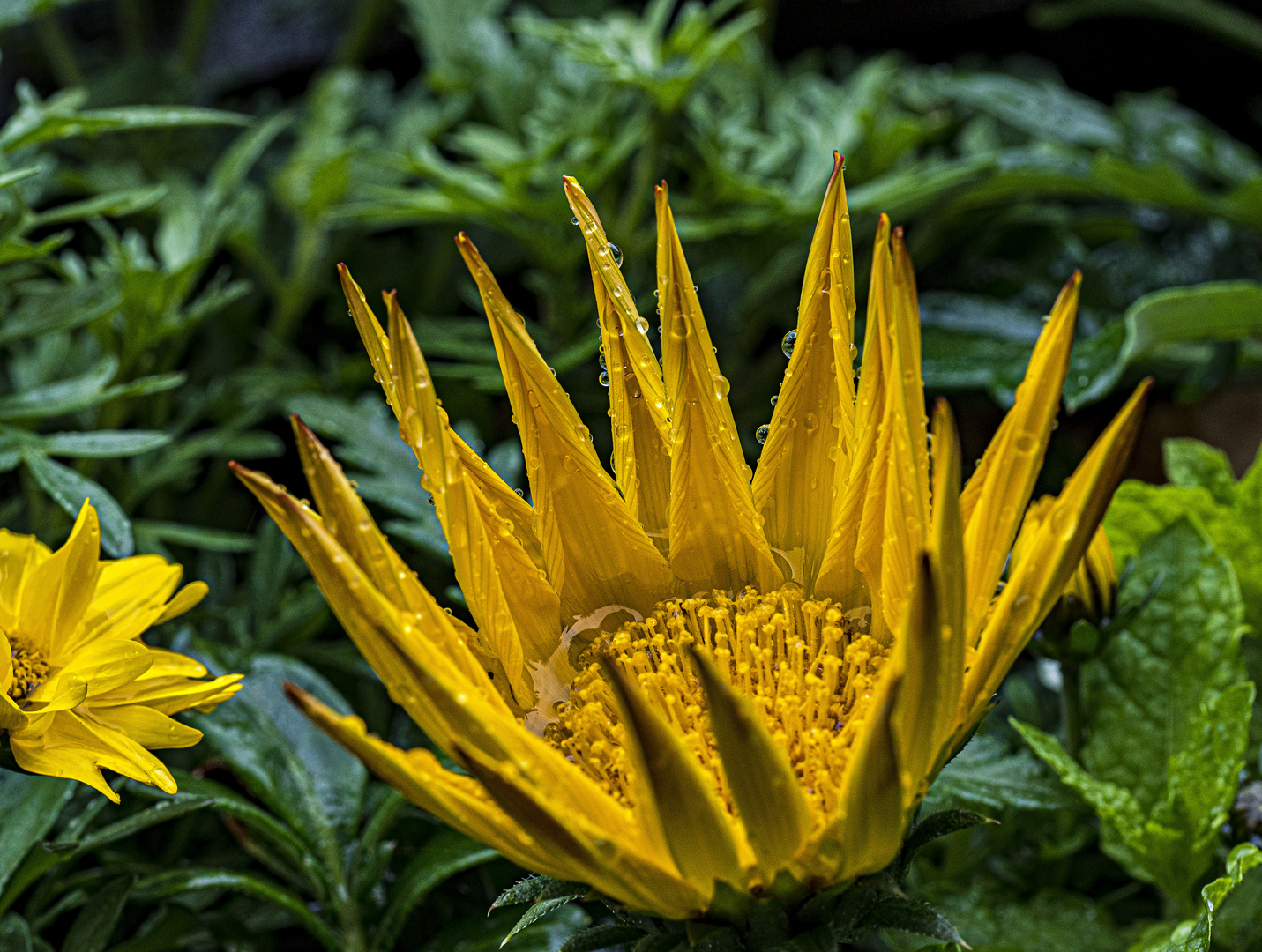 Mittwochsblümchen - Regenkrone Mittagsgold