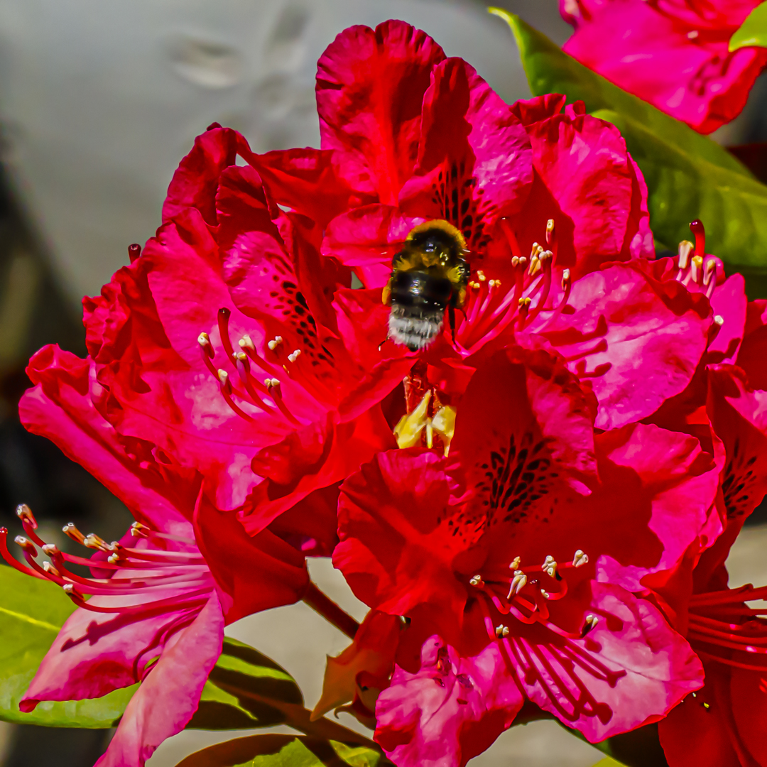 Mittwochsblümchen - Rhododendron