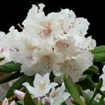 Mittwochsblümchen -Rhododendron