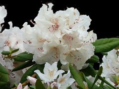 Mittwochsblümchen -Rhododendron