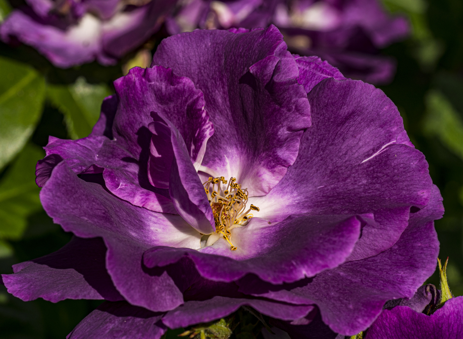 Mittwochsblümchen - Rhododendron