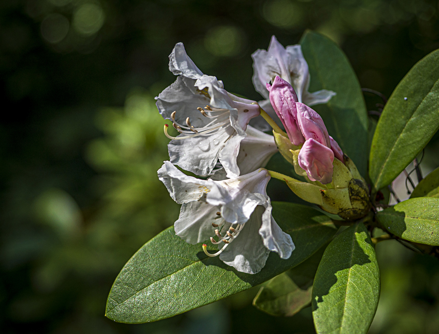 Mittwochsblümchen - Rhododendron zwei Farben