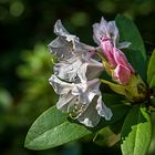 Mittwochsblümchen - Rhododendron zwei Farben