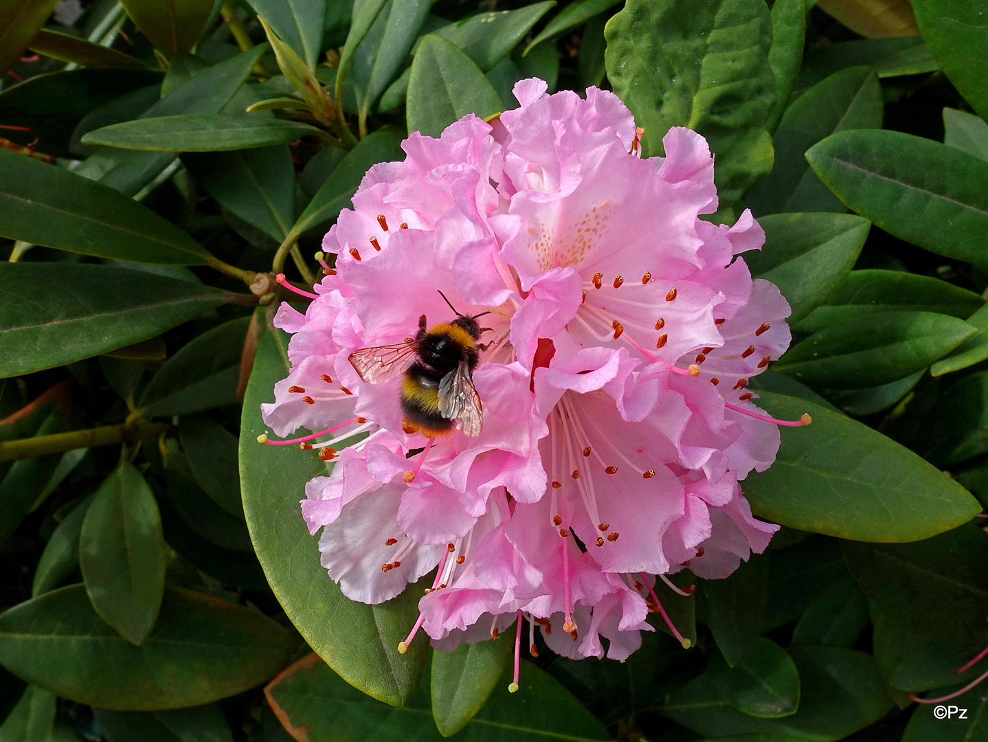 Mittwochsblümchen: Rhododendronblüte ...