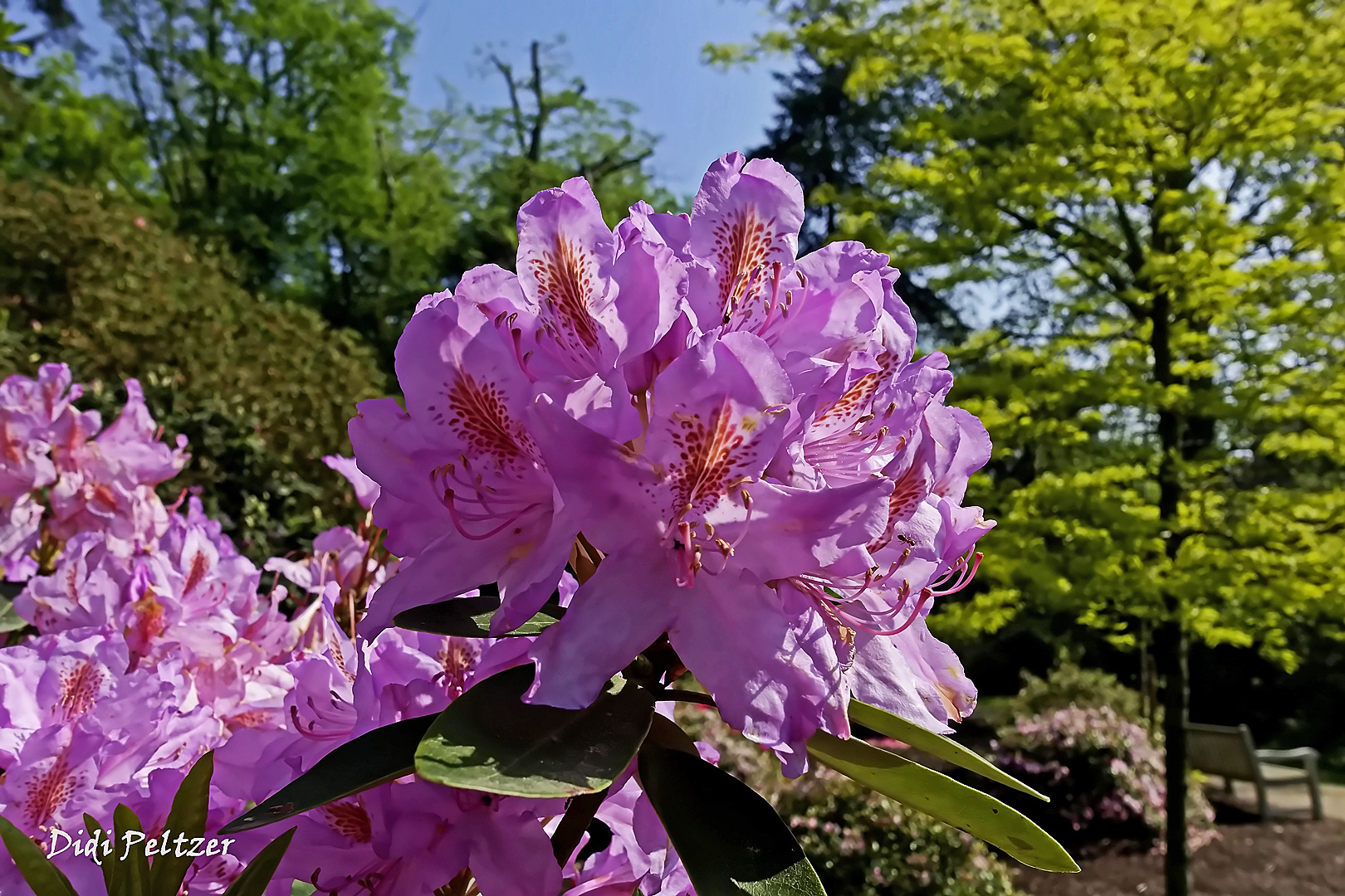 Mittwochsblümchen: Rhododendronblüten ...