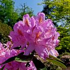 Mittwochsblümchen: Rhododendronblüten ...