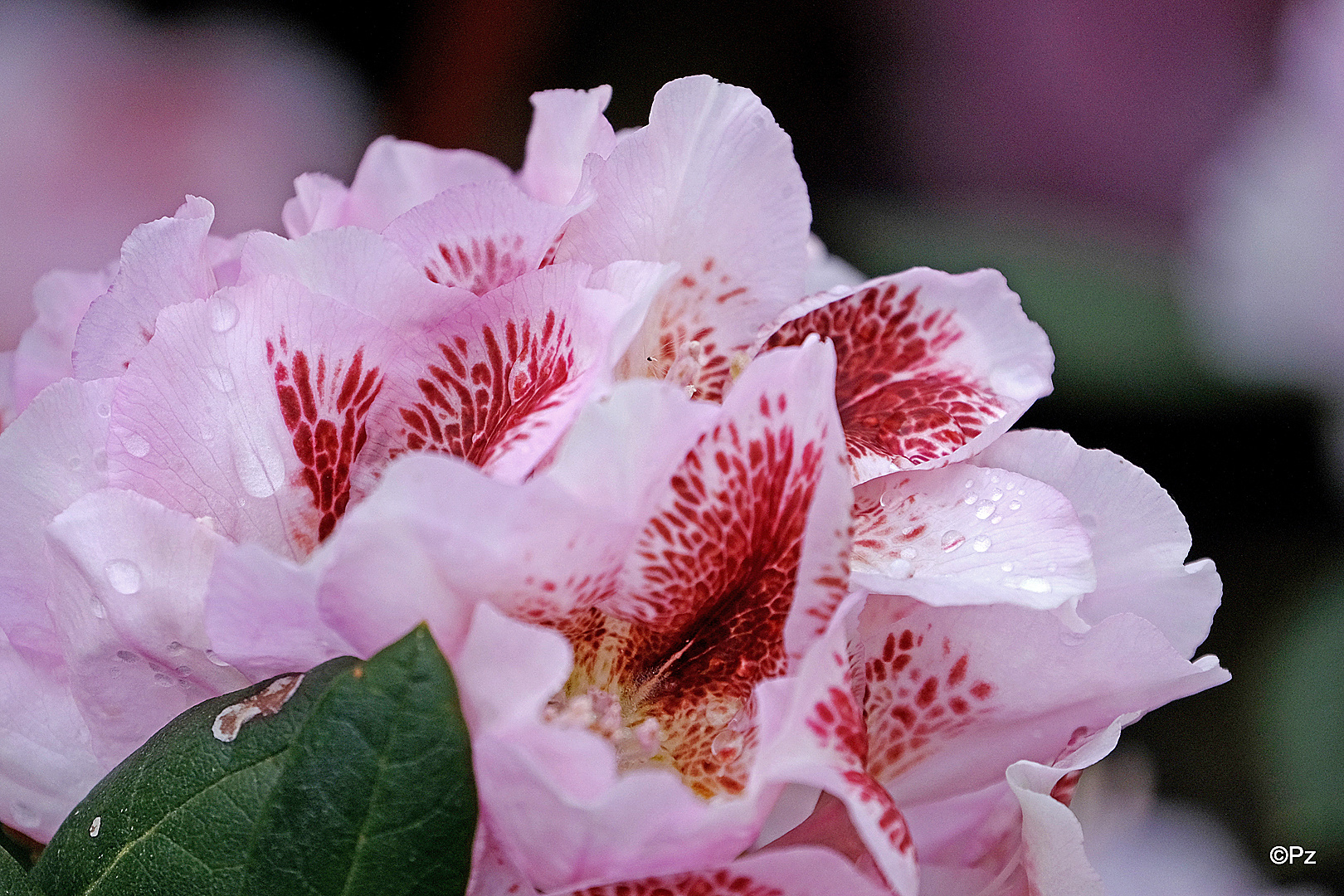 Mittwochsblümchen: Rhododendronblüten nach einem Regen ...